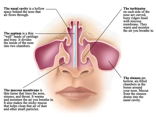 paranasal sinuses films